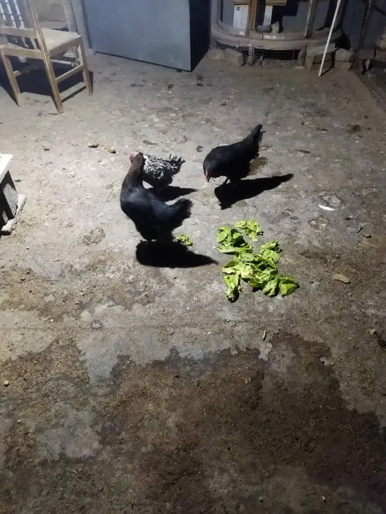 مرغ گلین|حیوانات مزرعه|اصفهان, قهجاورستان|دیوار