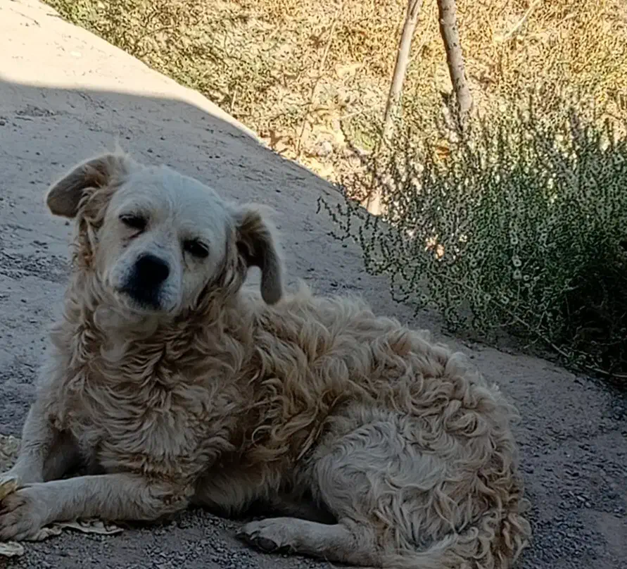 واگذاری سگ|سگ|ساوه, |دیوار