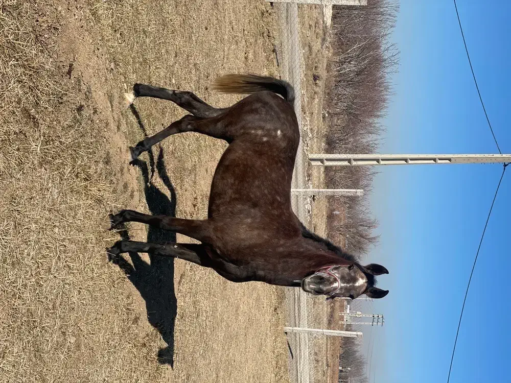 مادیون سه سال|اسب و تجهیزات اسب‌سواری|درگزین, |دیوار