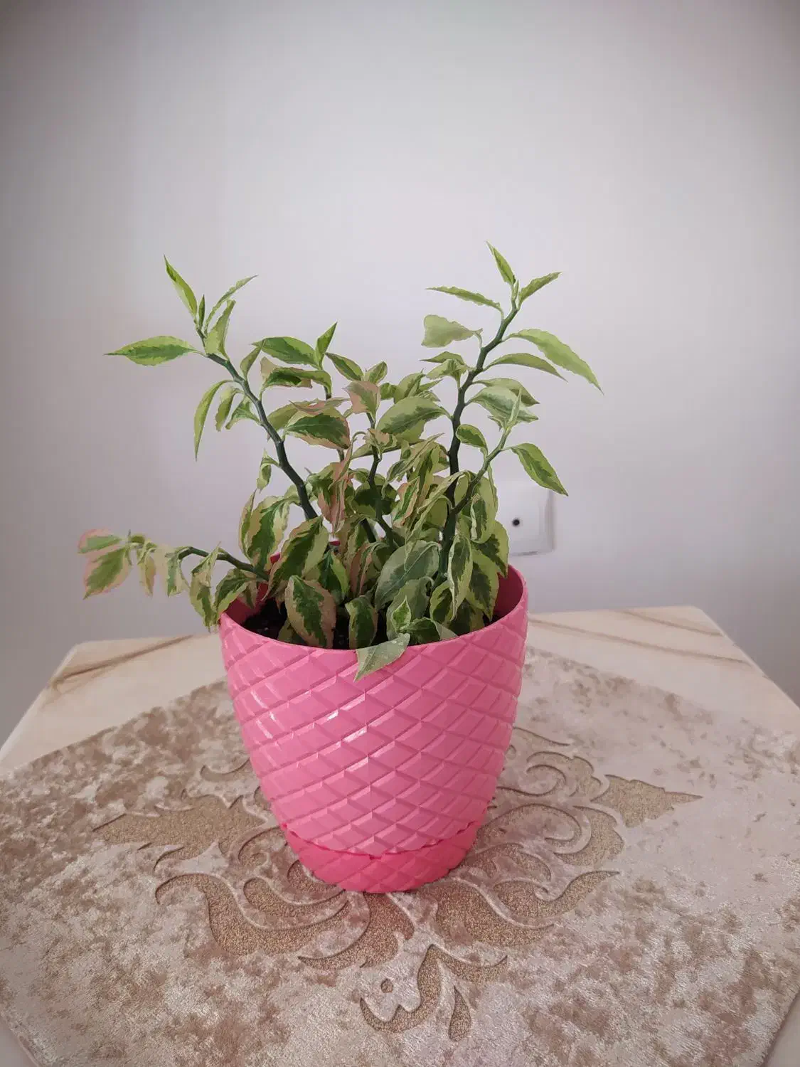 چند مدل گل آپارتمانی|گل و گیاه طبیعی|کرمانشاه, |دیوار