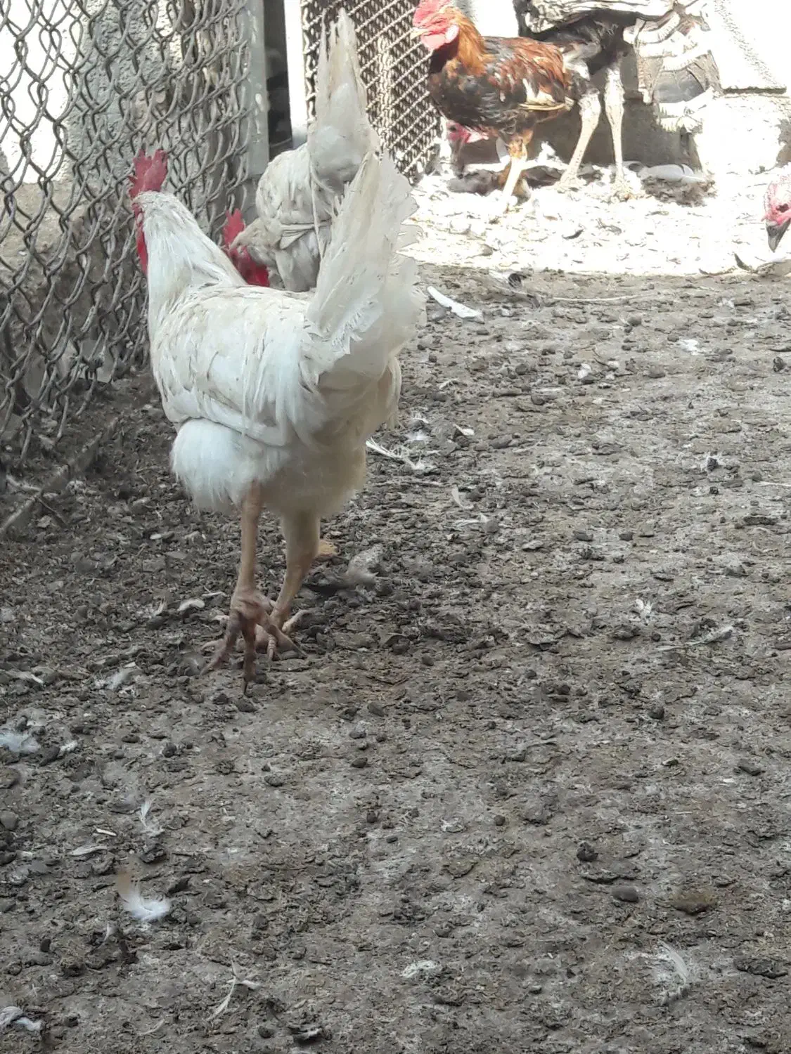 بوقلمون|حیوانات مزرعه|چمران, |دیوار