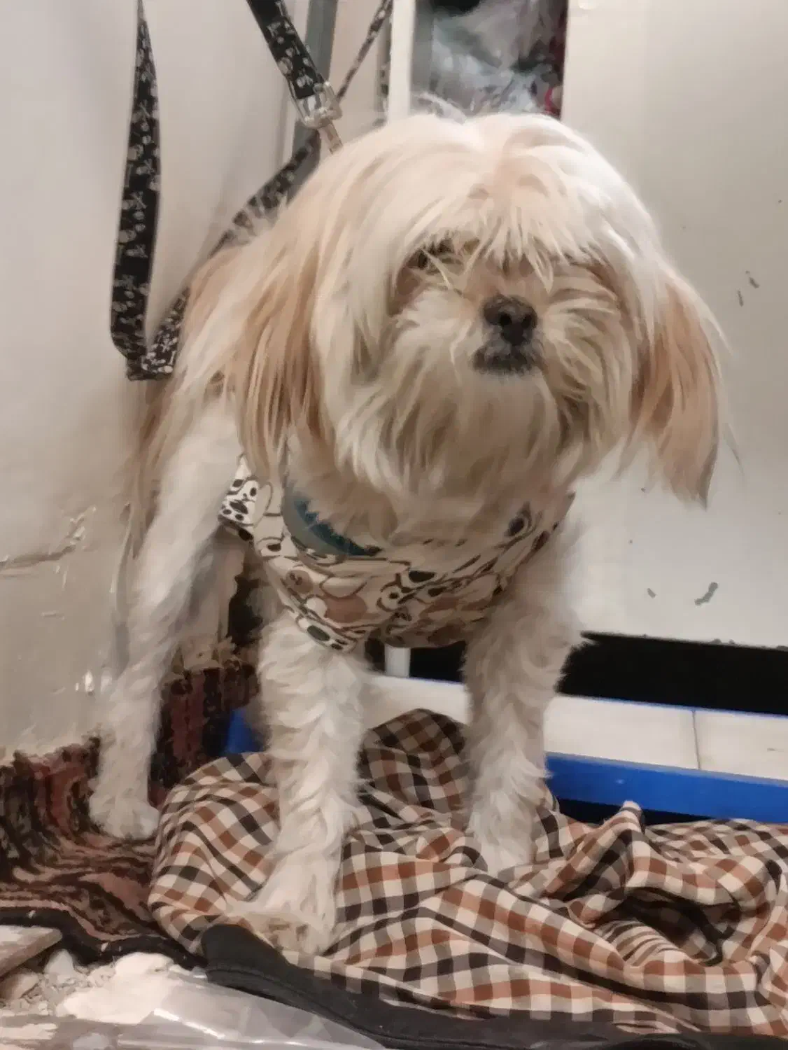 سگ نژاد شیتزو|سگ|نسیمشهر, |دیوار