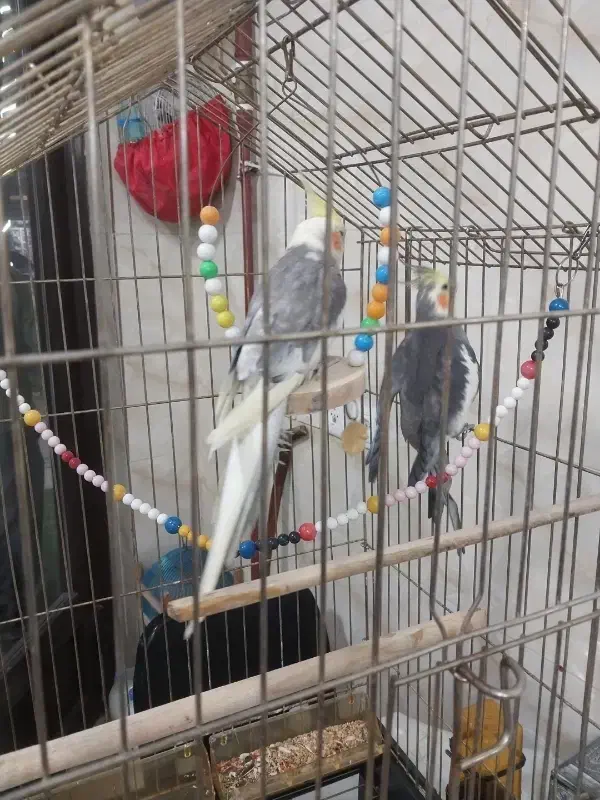 عروس دو عدد نر|پرنده|آستارا, |دیوار