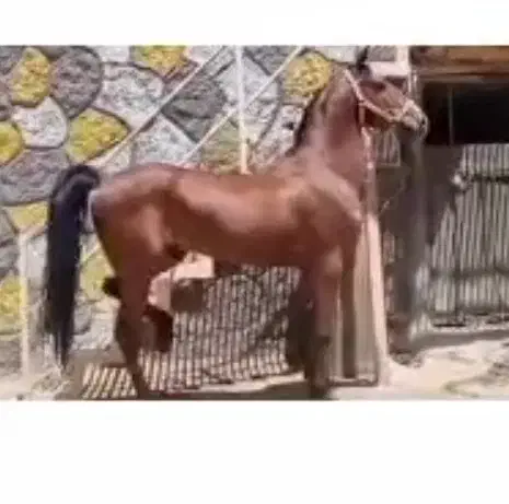 کره اسب نریون ۲سال و نیم نژاد کرد|اسب و تجهیزات اسبسواری|اراک, |دیوار