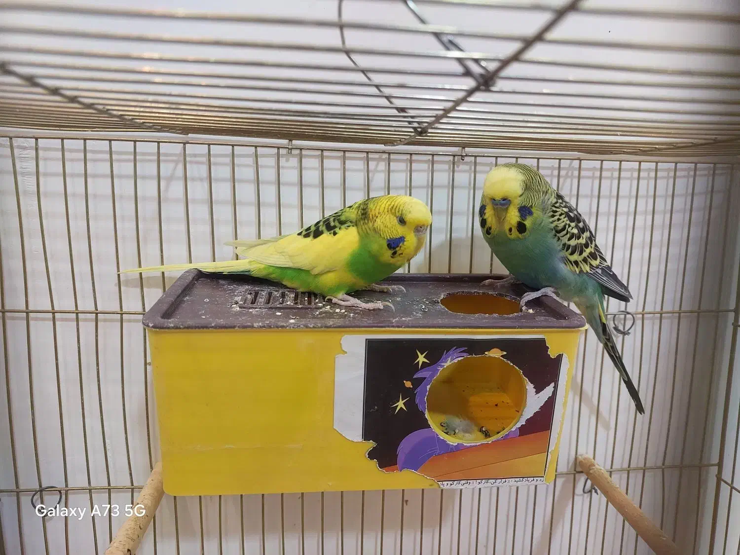 فوری فوری خاص|پرنده|شهرکرد, |دیوار