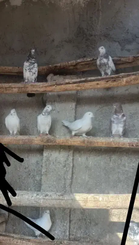 کبوتر|پرنده|ابریشم, |دیوار