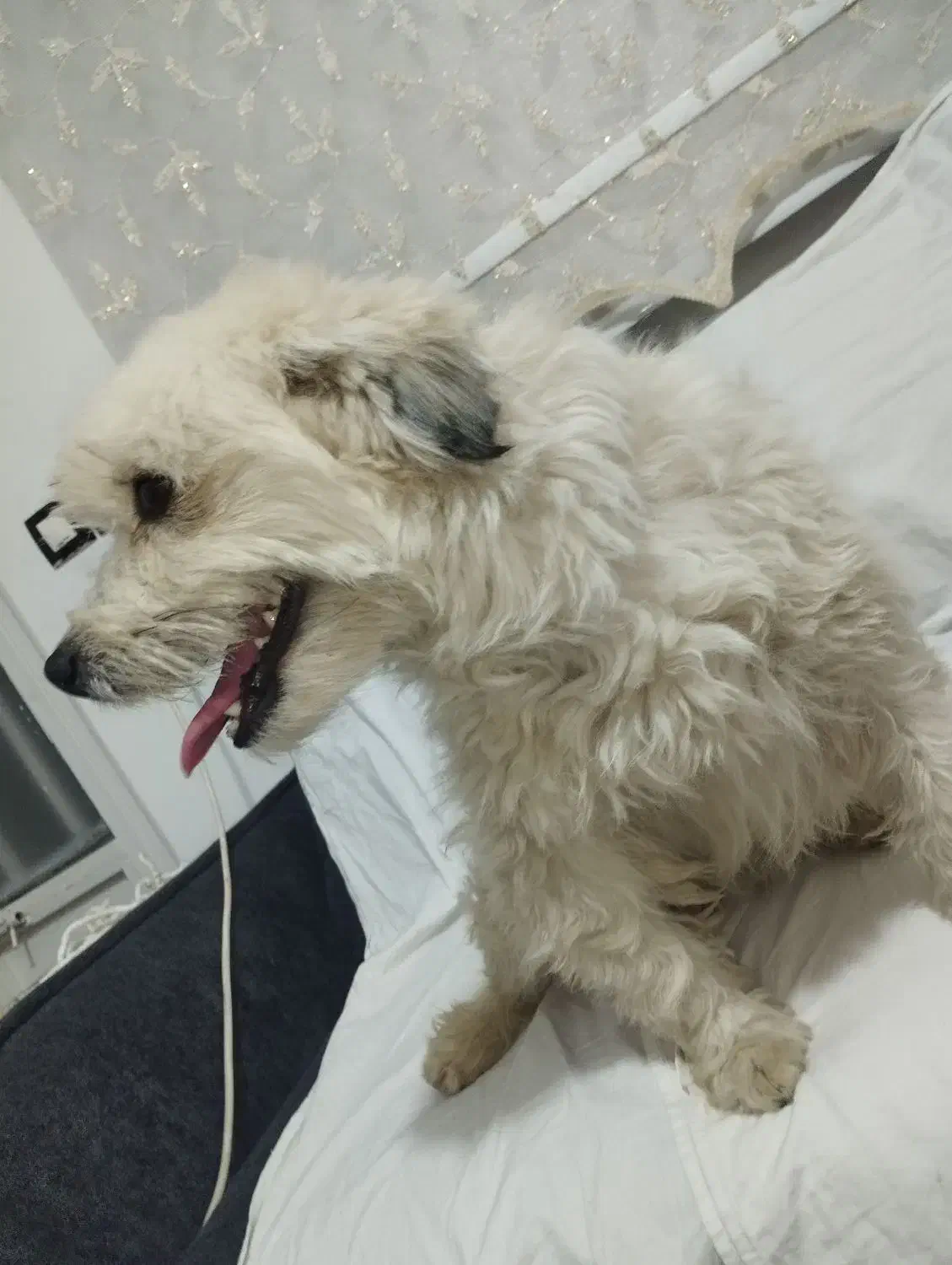 سگ شیتزو|سگ|قزوین, |دیوار