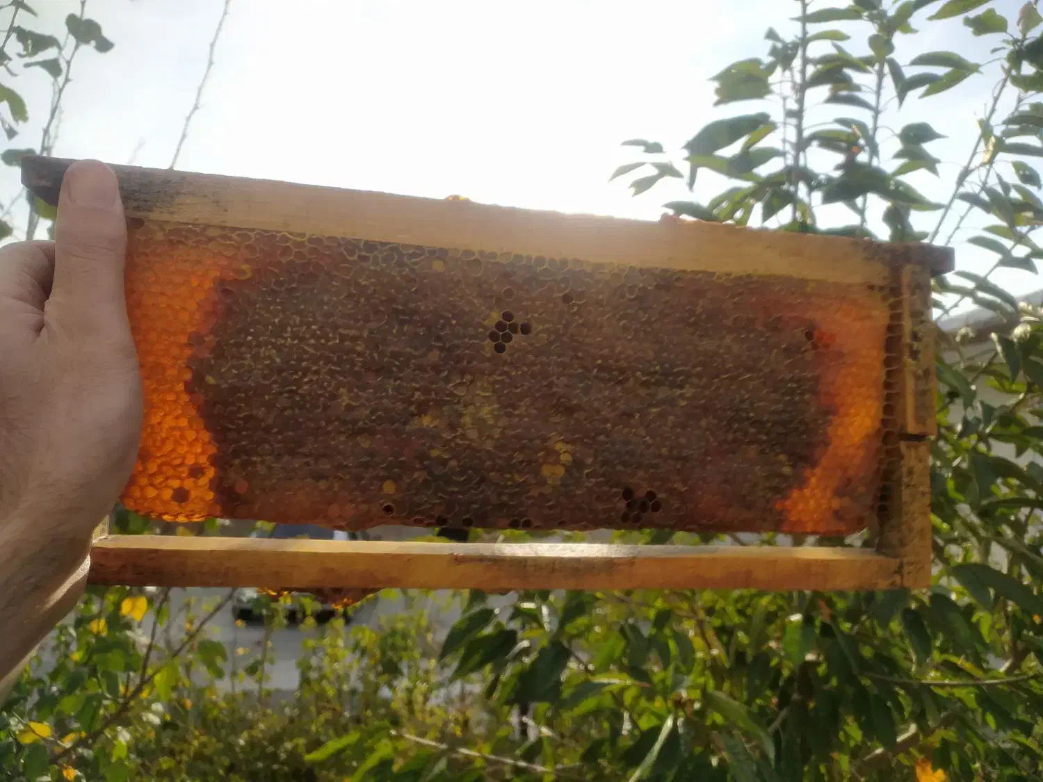 عسل طبیعی کرده دار|خوردنی و آشامیدنی|سرعین, |دیوار