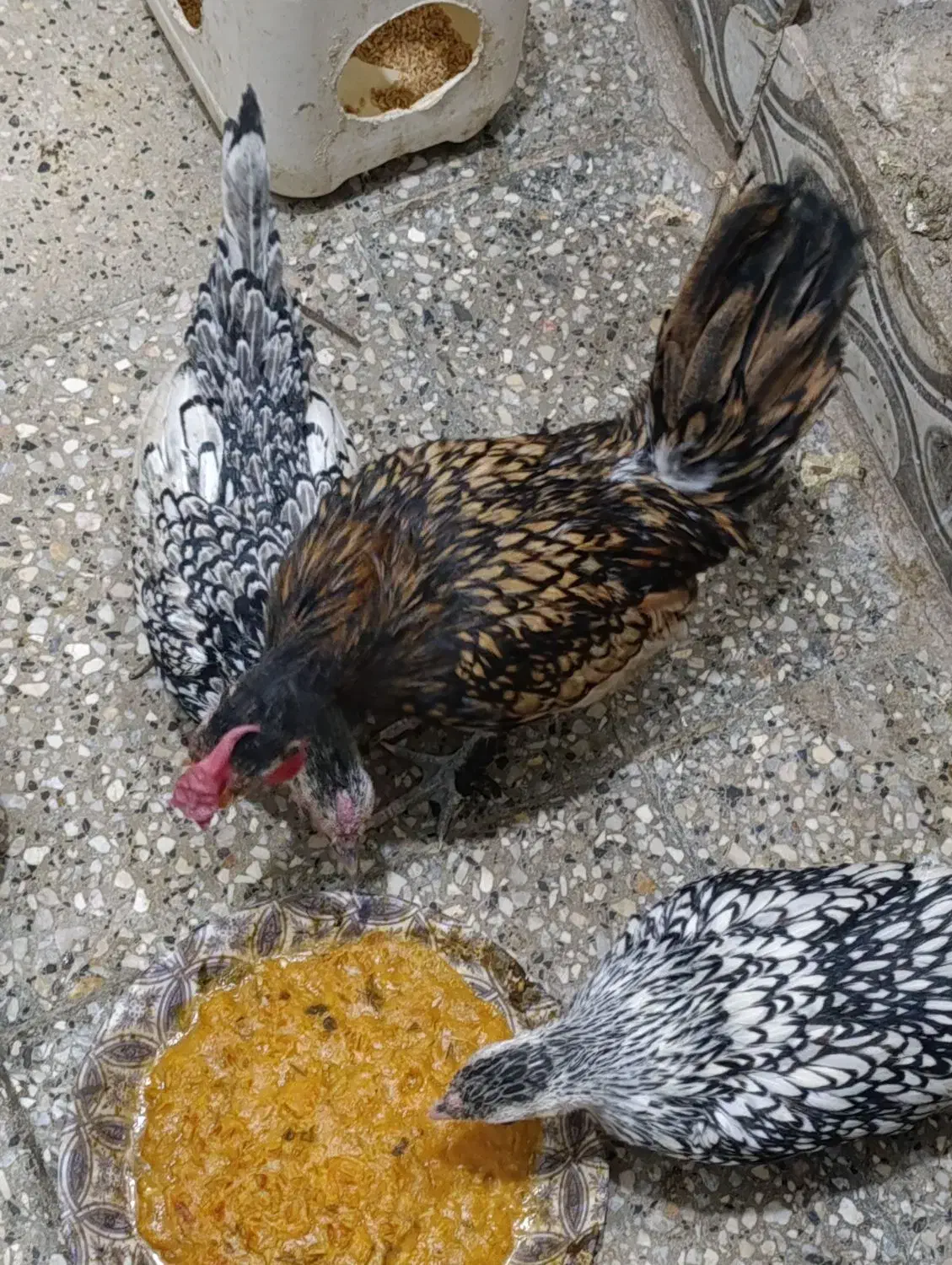 مرغ و خروس|حیوانات مزرعه|مشهد, قائم|دیوار