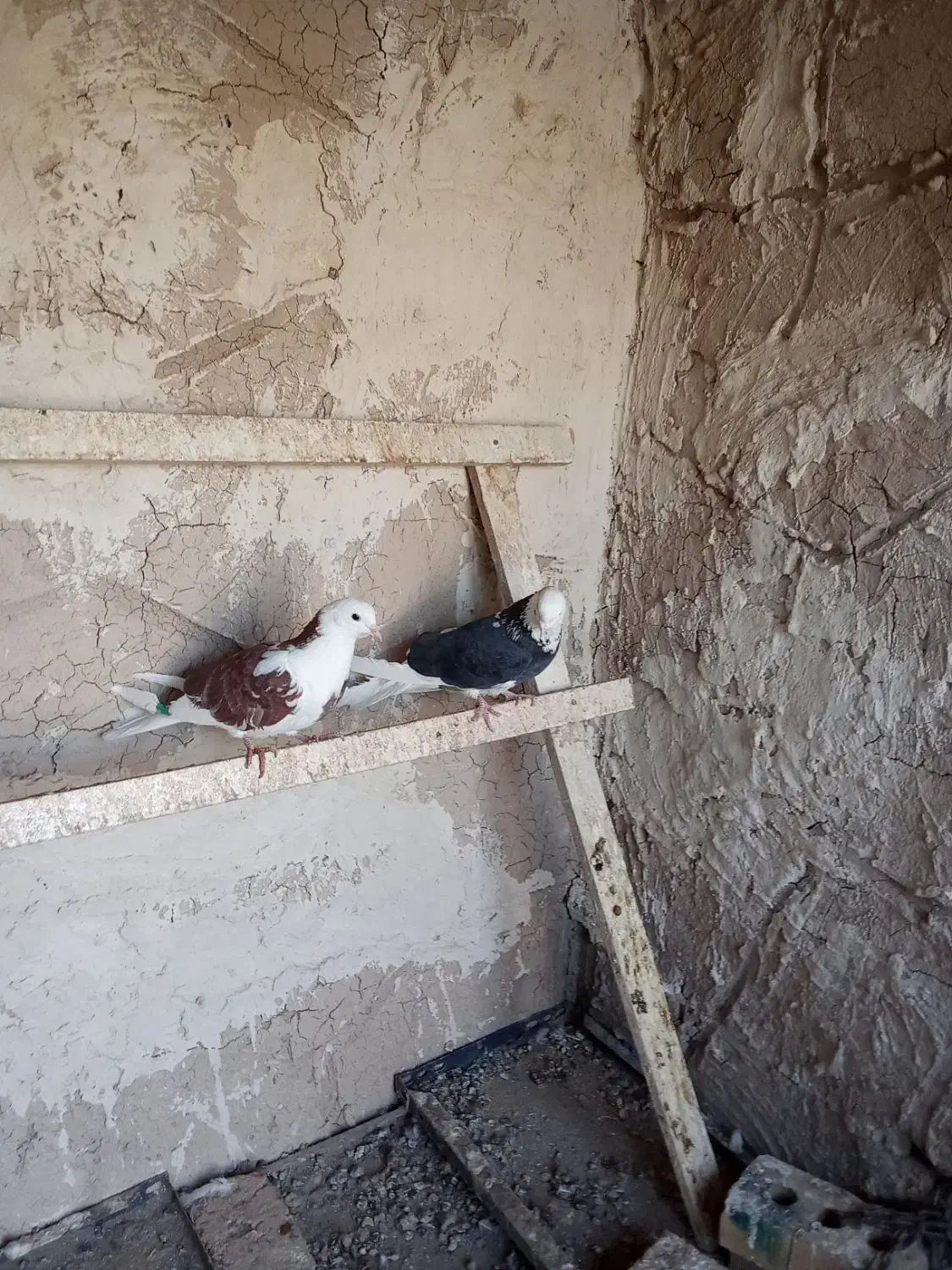 کبوتر تهرانی|پرنده|شبستر, |دیوار