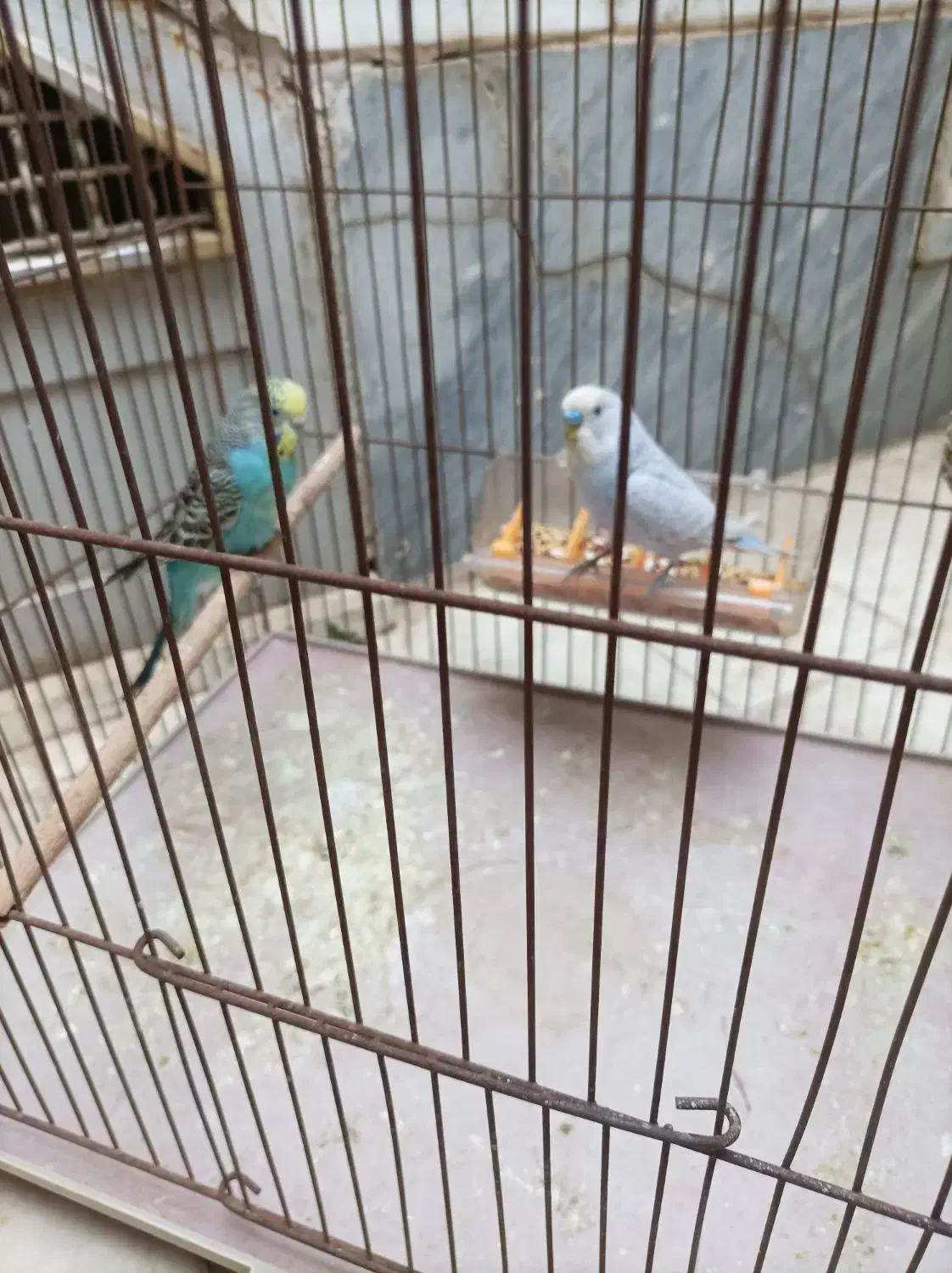 مرغ عشق جفت کاملا سالم|پرنده|قم, شهرک توانیر|دیوار