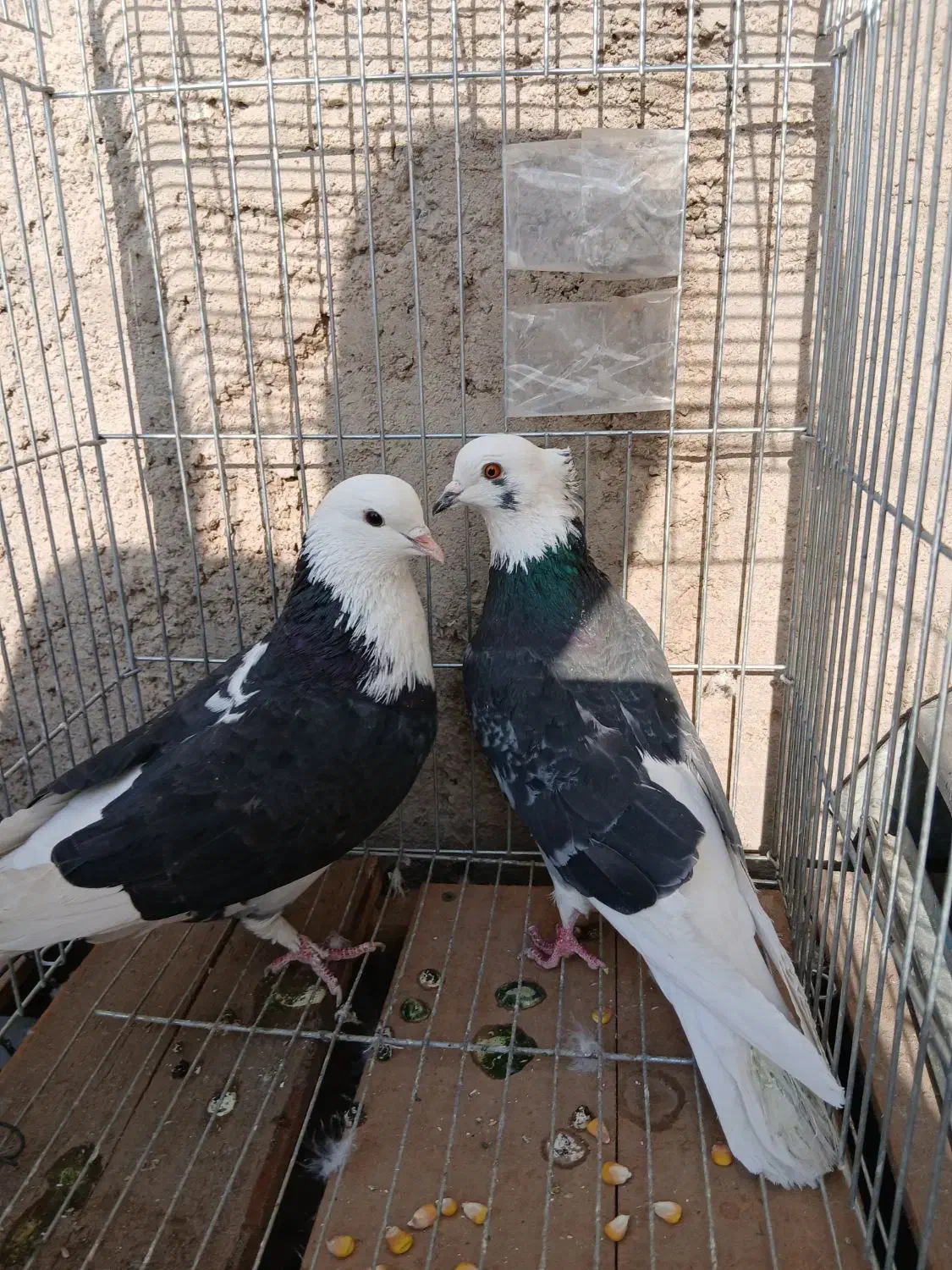 کبوتر پرشی ابلغ|پرنده|کهریزک, |دیوار