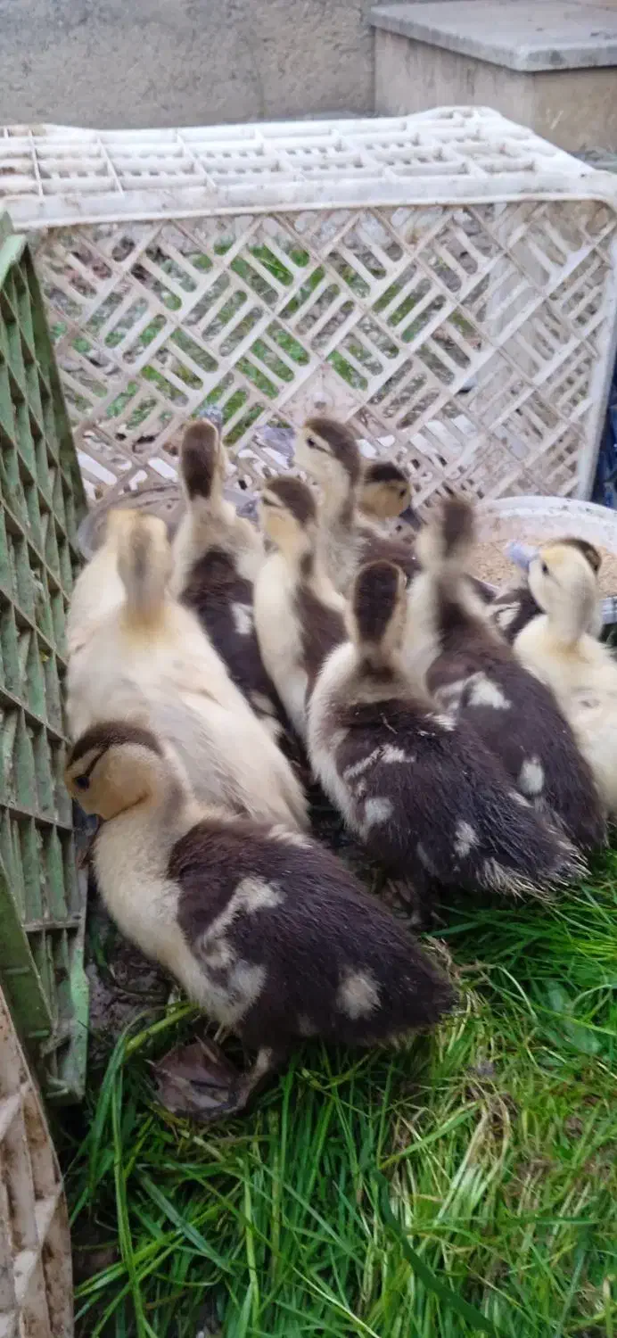 جوجه اردک خارجی|حیوانات مزرعه|قائمشهر, |دیوار