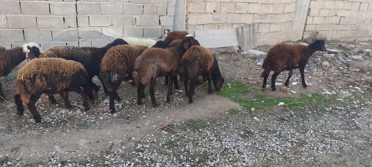 بره پای پروار|حیوانات مزرعه|کلاله, |دیوار