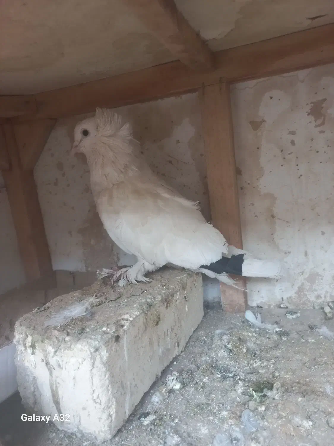 کفتر|حیوانات|قم, باجک یک|دیوار