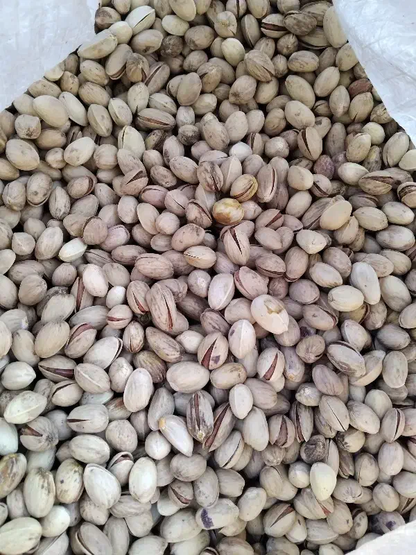 پسته اکبری کیلویی ۹۰۰|خوردنی و آشامیدنی|جوادآباد, |دیوار