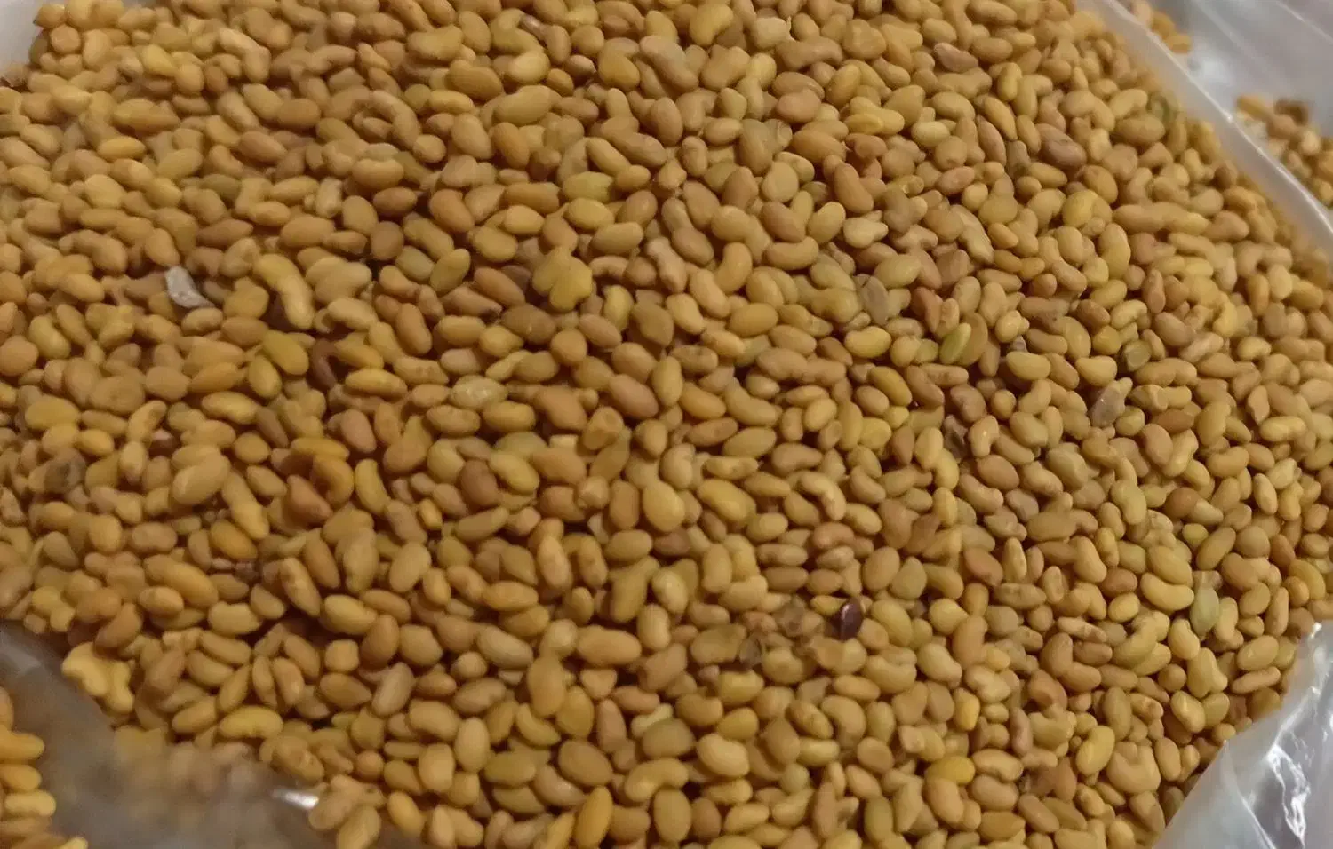 بذر یونجه|گل و گیاه طبیعی|شیراز, ستارخان|دیوار
