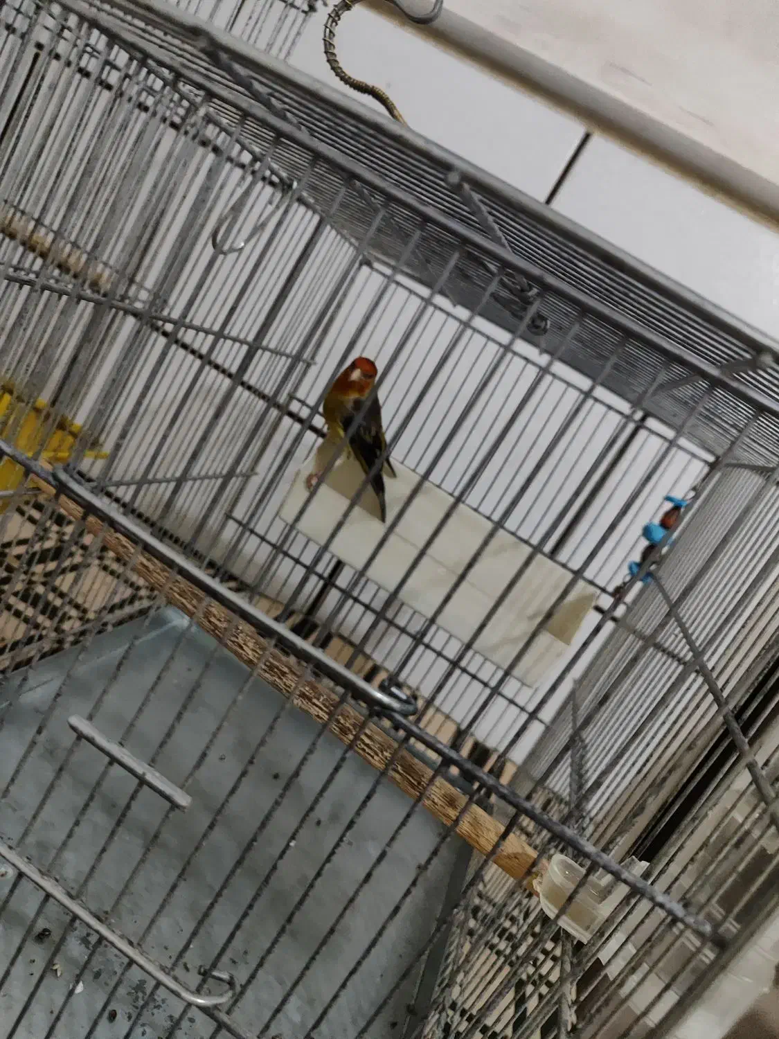 سره قناری|پرنده|ساوه, |دیوار