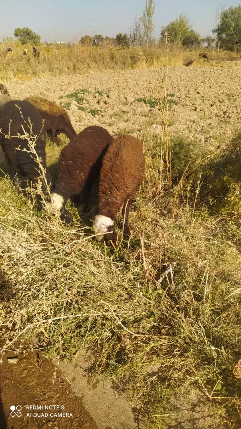 بره نر و ماده|حیوانات مزرعه|شال, |دیوار