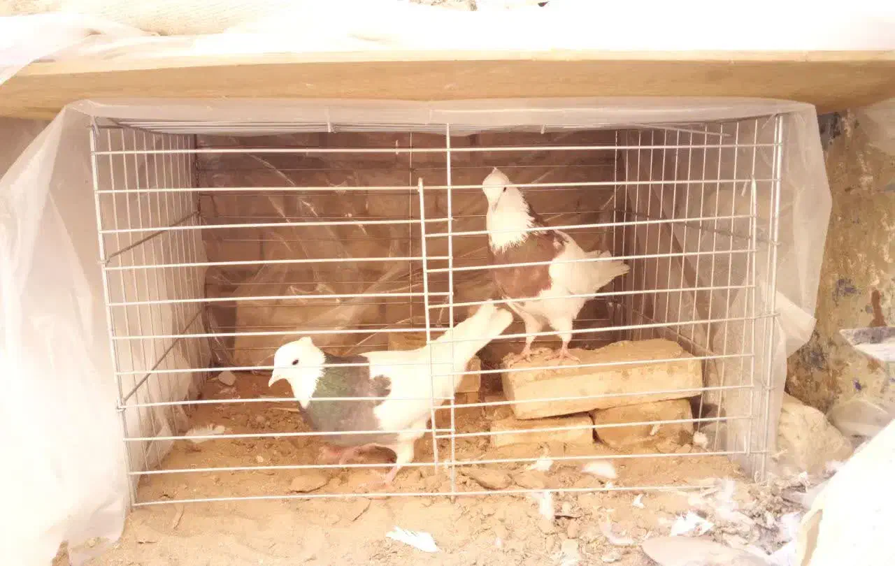 کفتر طوقی|پرنده|یزد, |دیوار