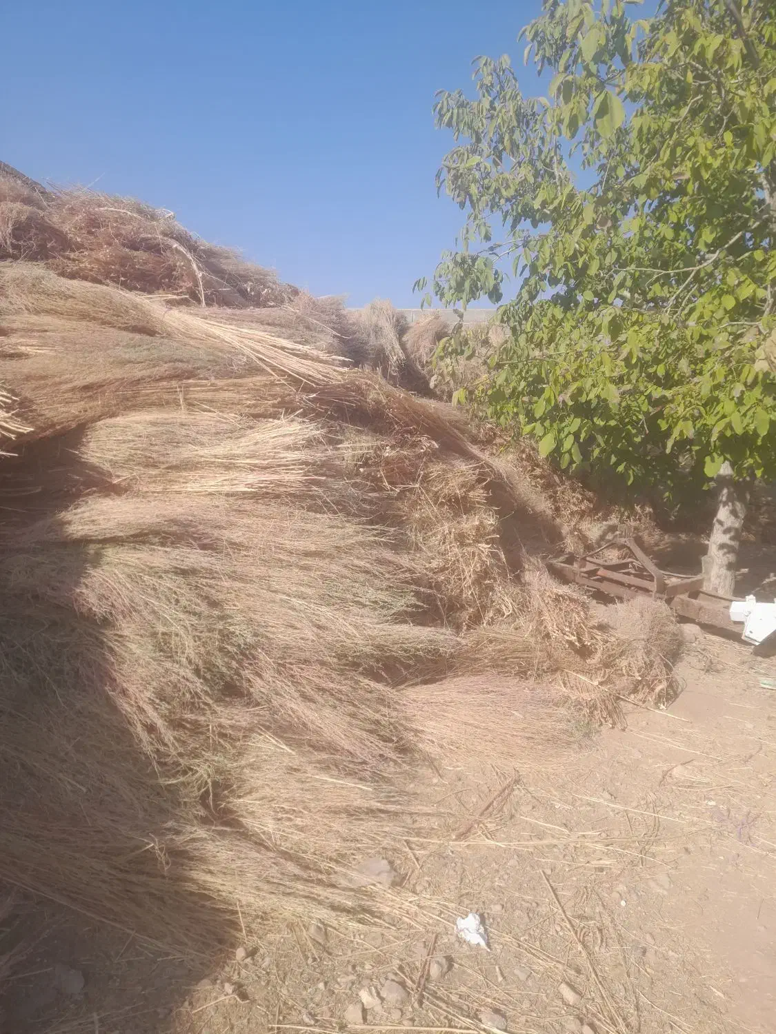 جاروقرمزوبلندبصورتعمده|لوازم نظافت|خانمیرزا, |دیوار