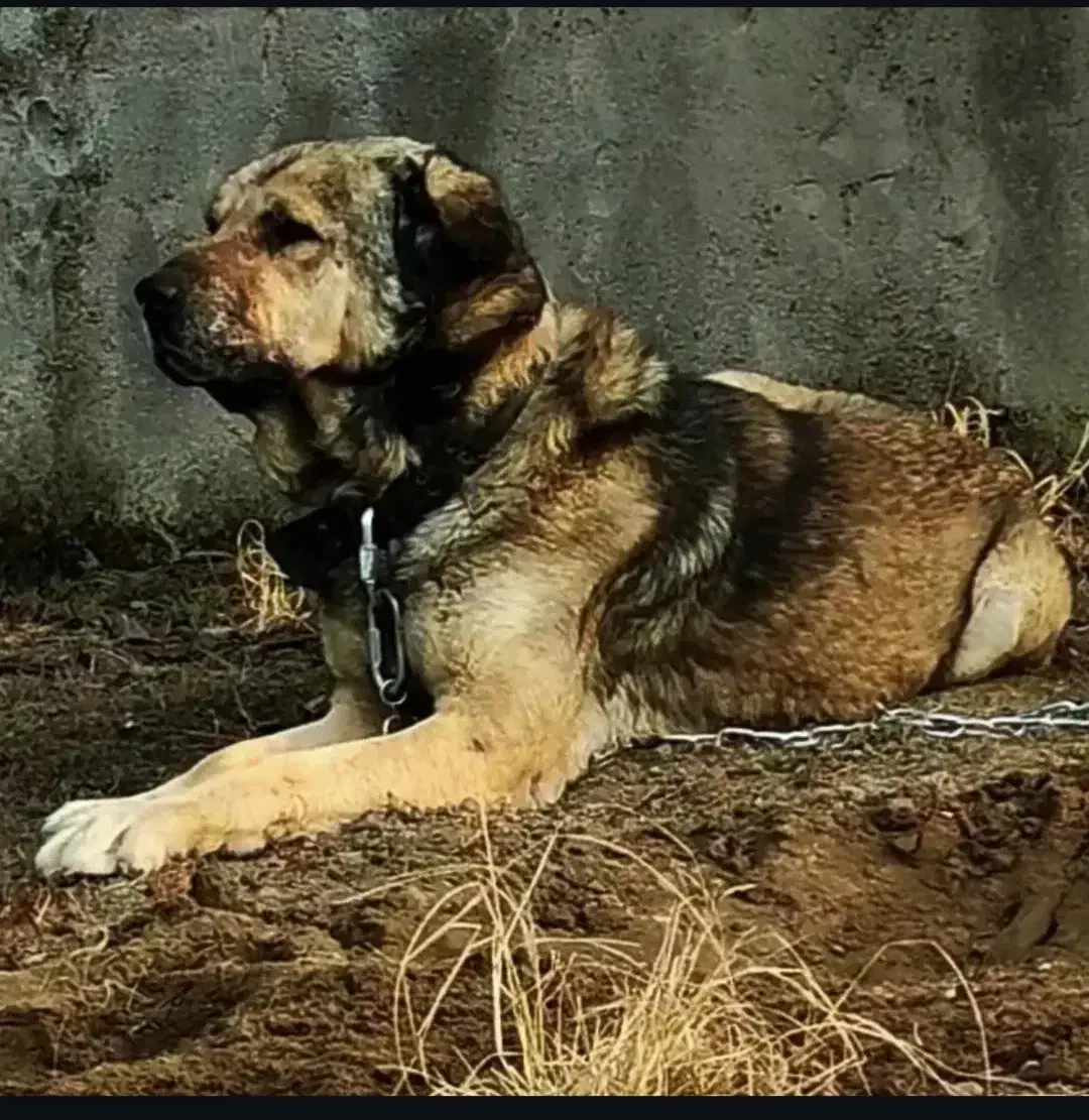 سگ پژدر نر و ماده|سگ|بابلسر, |دیوار