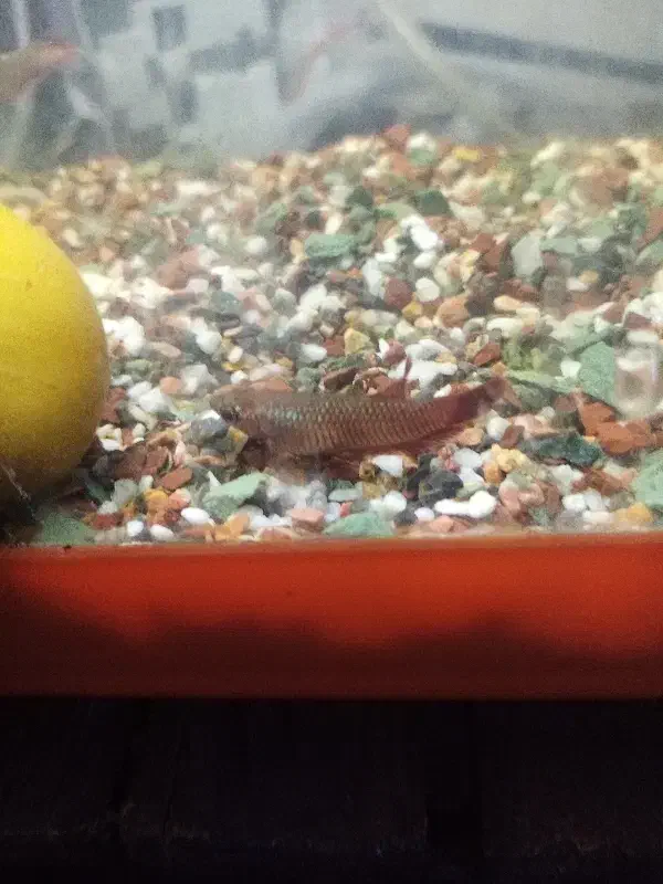 فایتر ماده پلاکت|ماهی|اهواز, بهارستان|دیوار