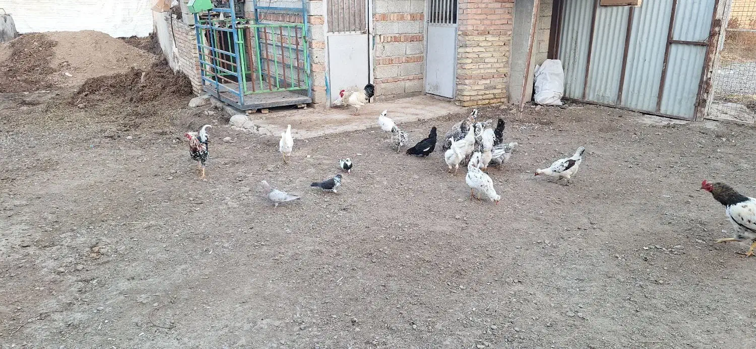 مرغ گلین لری اصل طبیعی|حیوانات مزرعه|پارسآباد, |دیوار