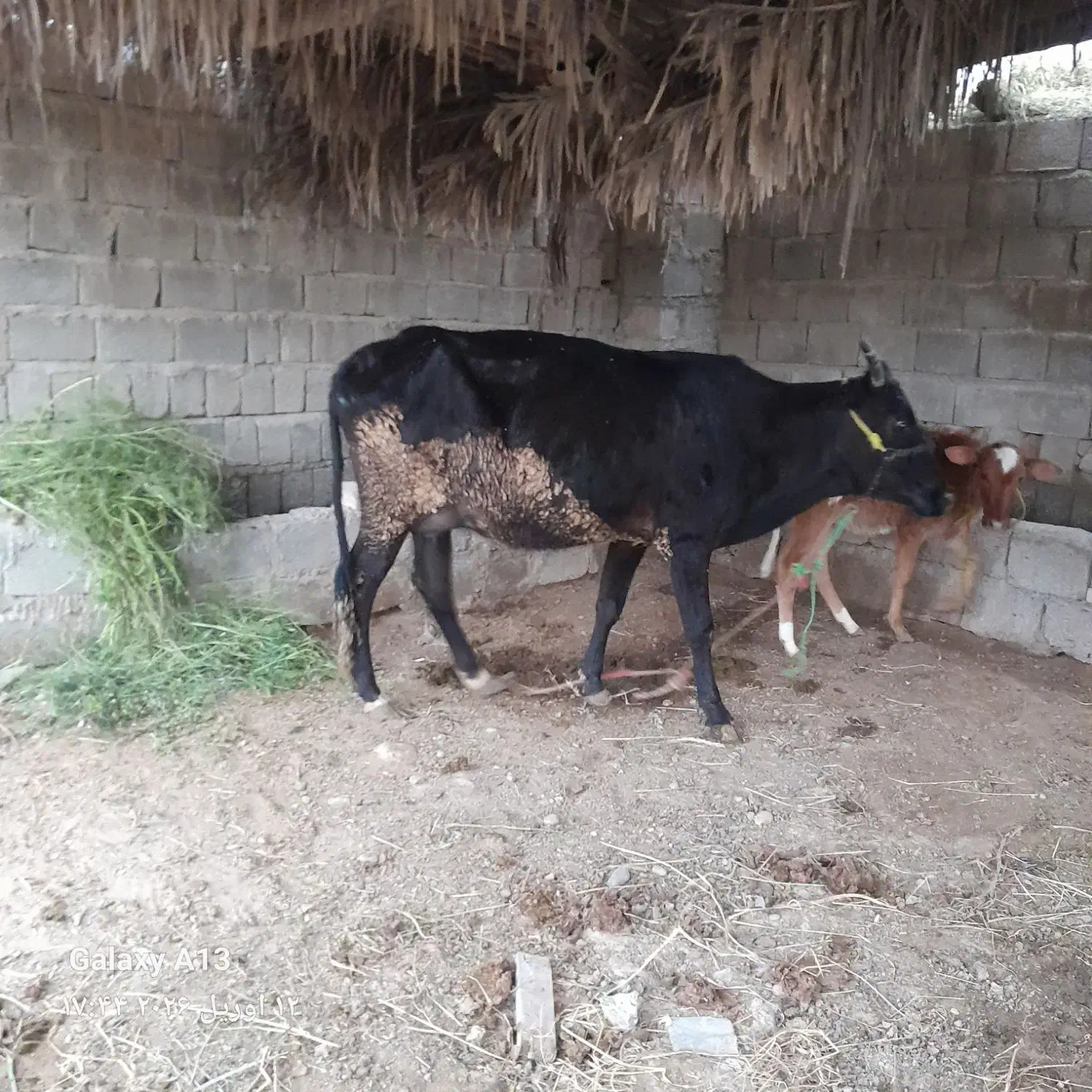 گاو|حیوانات مزرعه|بندر گناوه, |دیوار