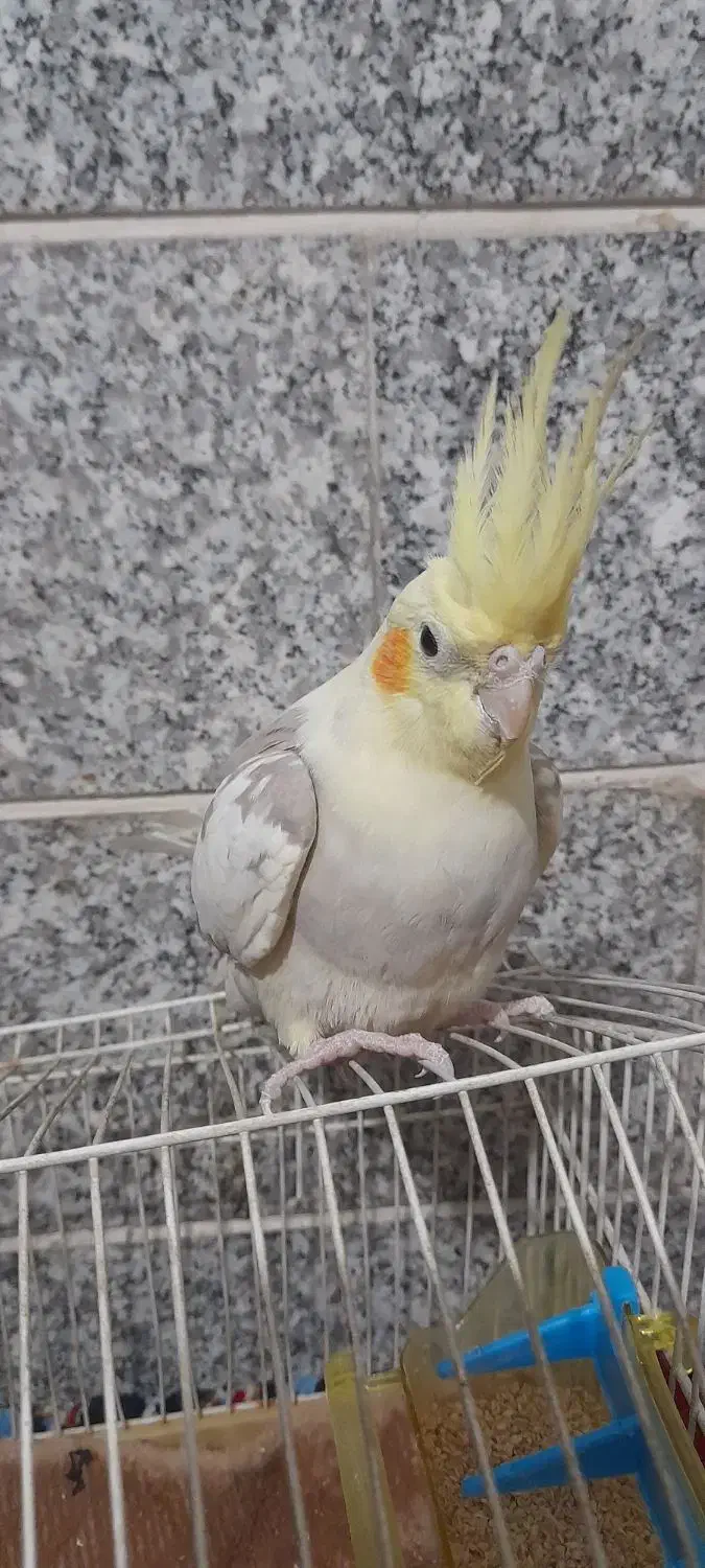 عروس هلندی ماده.|پرنده|قم, ولیعصر|دیوار