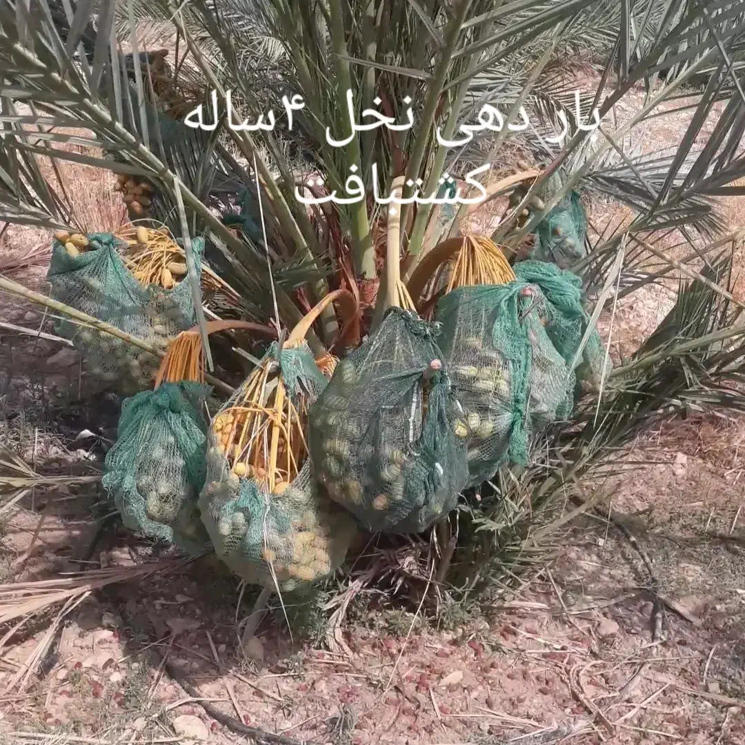 انواع نخل مجول پیارم برحی|خدمات باغبانی و درختکاری|لار, |دیوار