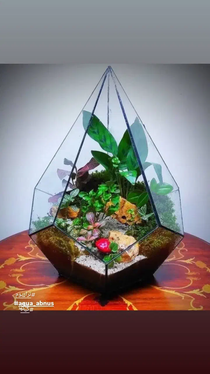 تراریوم پالوداریوم موساریوم عمده|گل و گیاه طبیعی|اصفهان, آبشار|دیوار