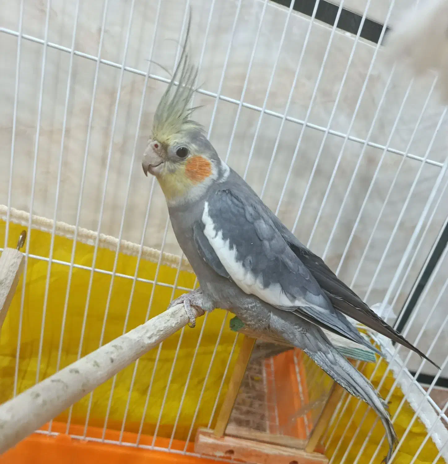 عروس هلندی|پرنده|علی‌آباد کتول, |دیوار