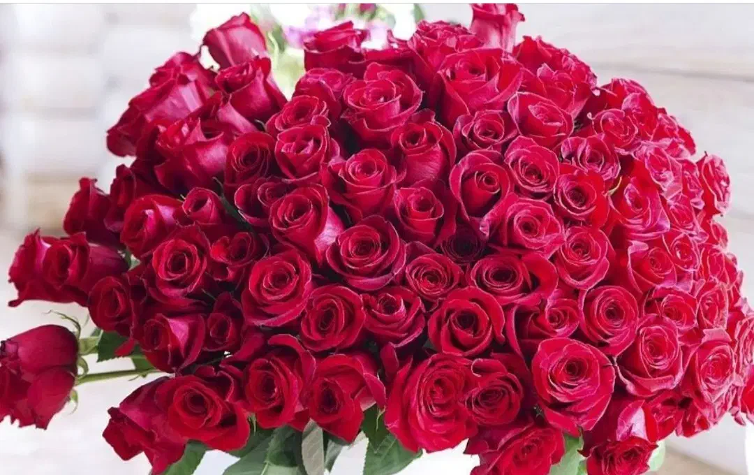 گل رز|گل و گیاه طبیعی|دزفول, |دیوار