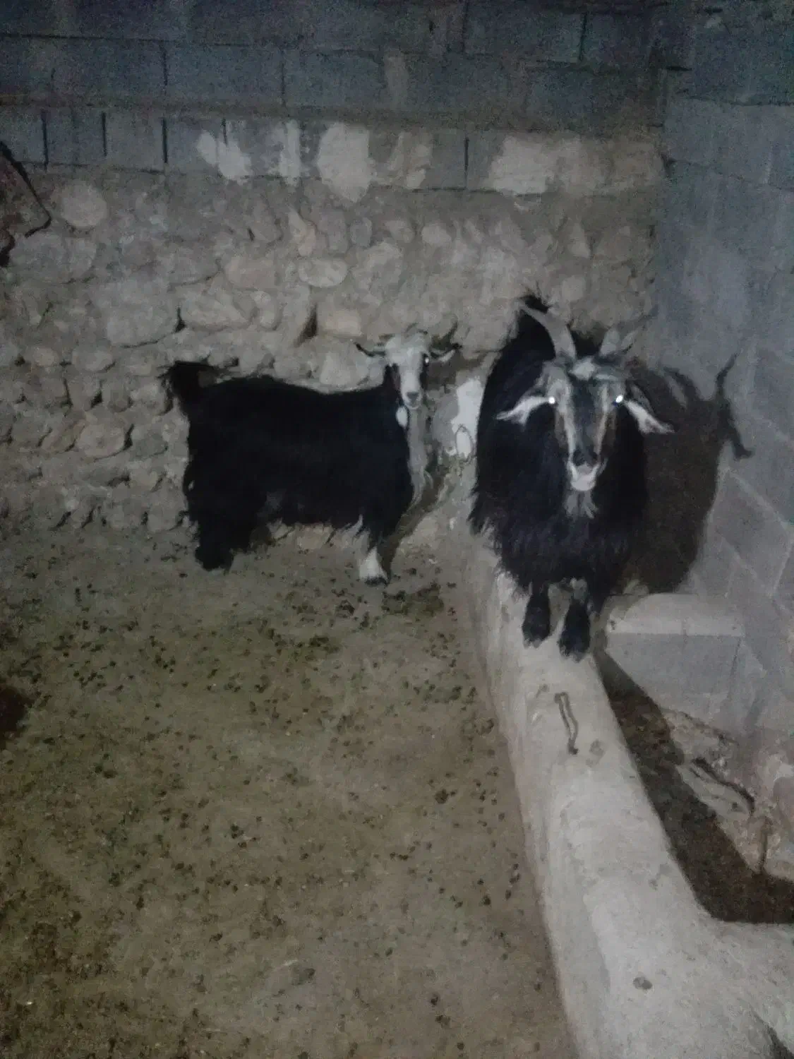 بز داشتی گله داری|حیوانات مزرعه|ایذه, |دیوار