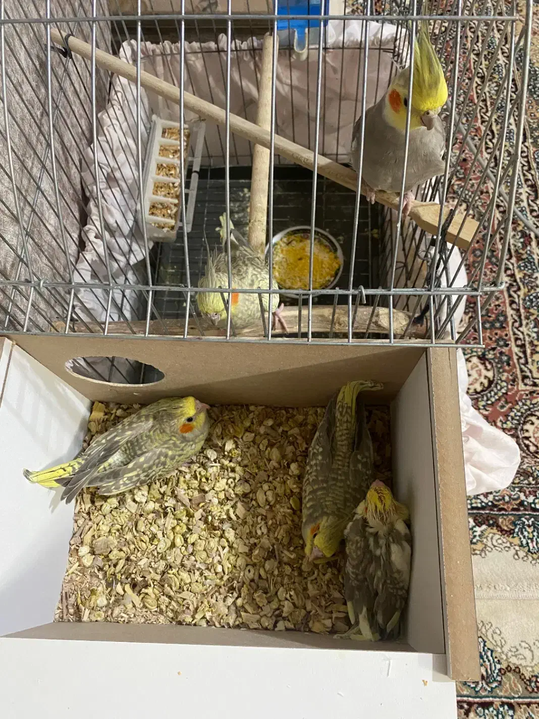 پرنده|پرنده|یزد, |دیوار