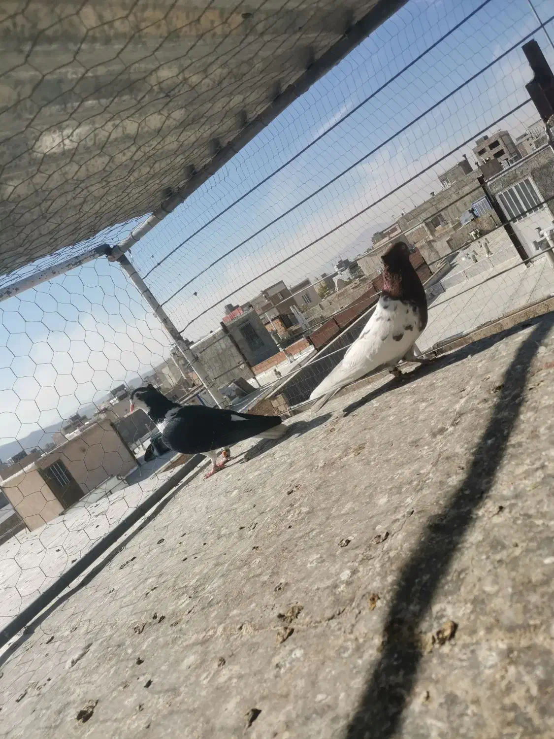 رنگی پرشی|پرنده|شیروان (خراسان), |دیوار