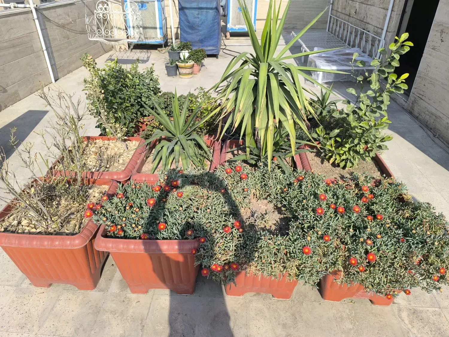 تعدادی گلدان مناسب حیاط یا روف گاردن|گل و گیاه طبیعی|ری, سرتخت|دیوار