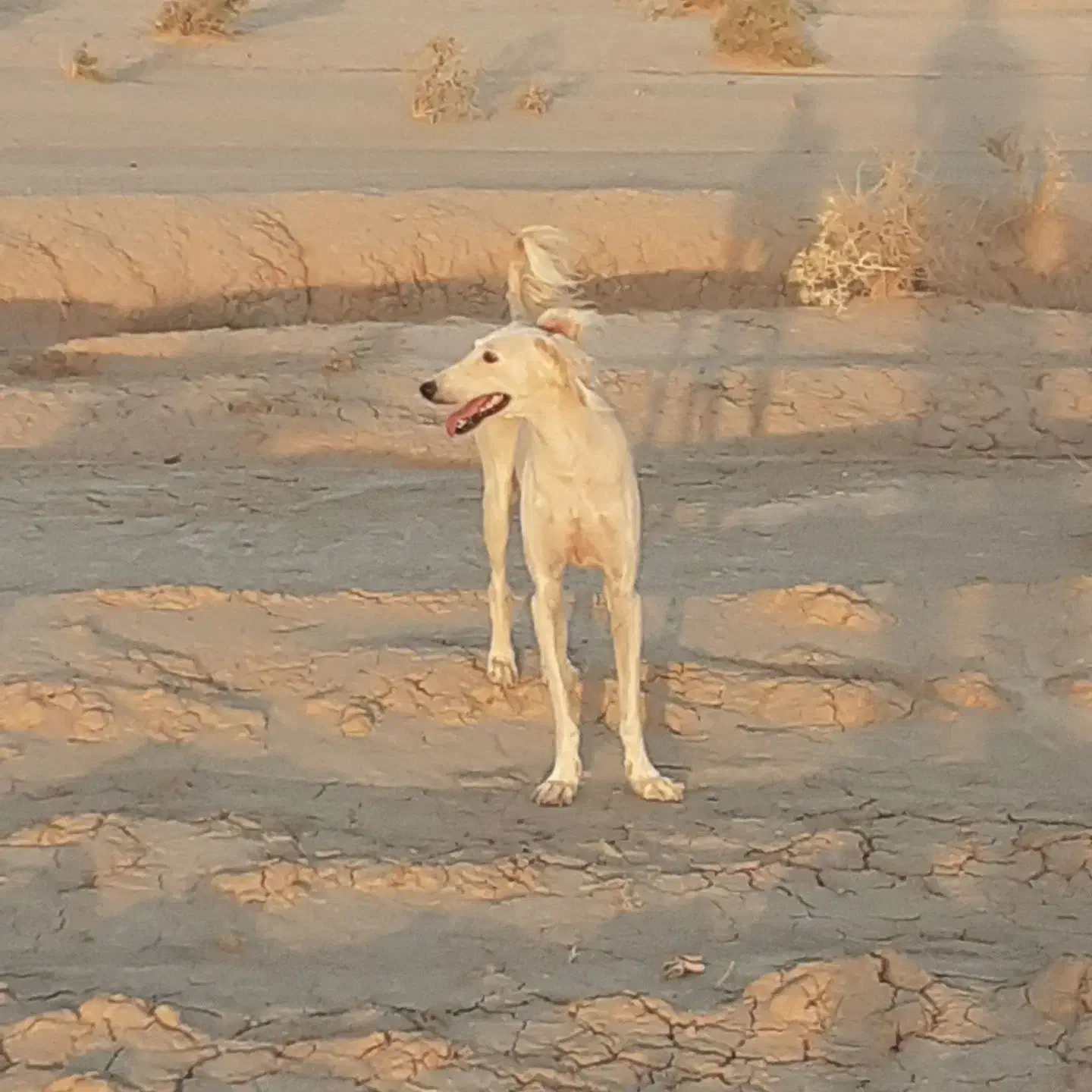 سگ تازی|سگ|آبکوه, |دیوار