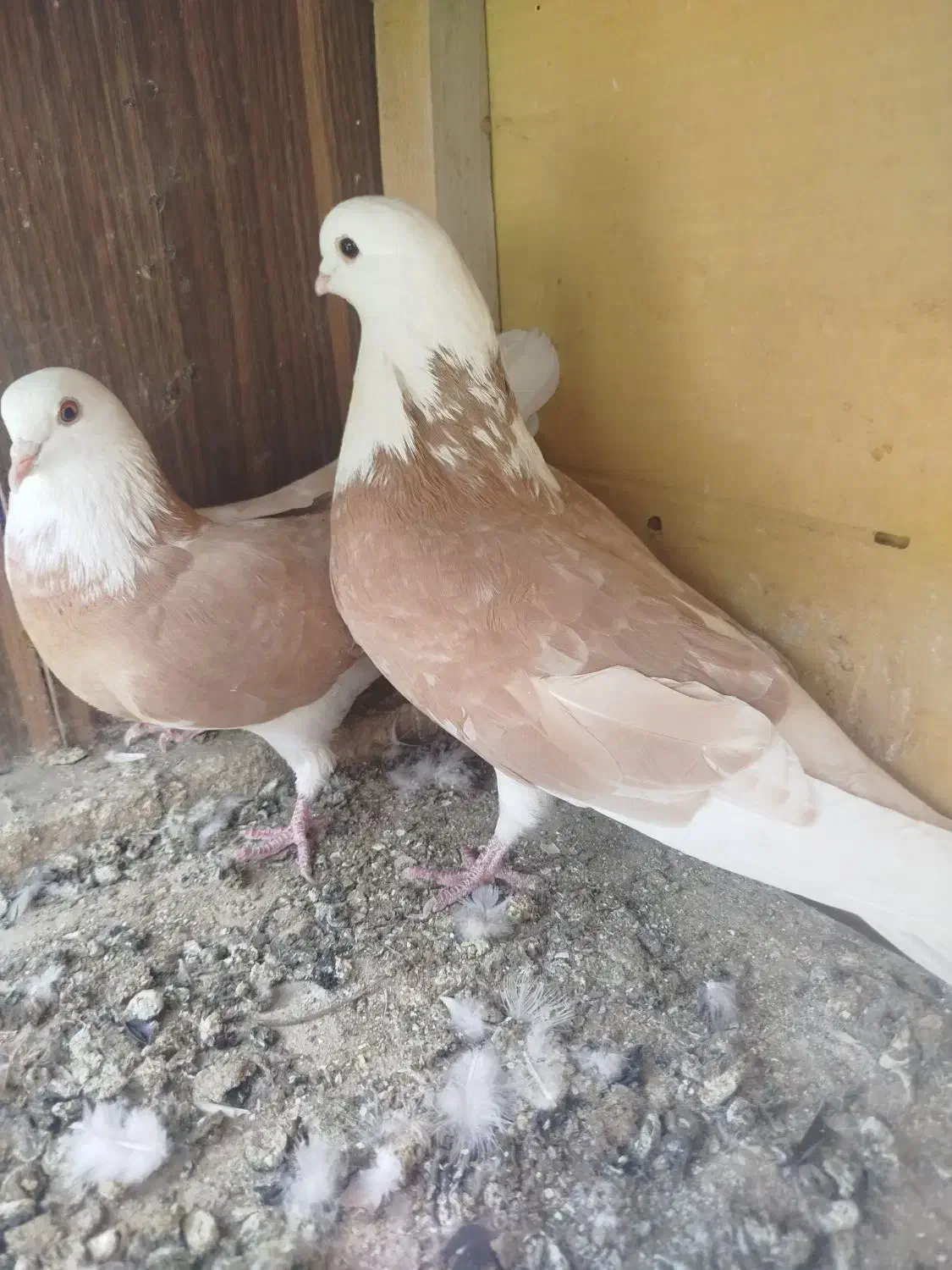 شازده زرد|پرنده|مبارکه, |دیوار