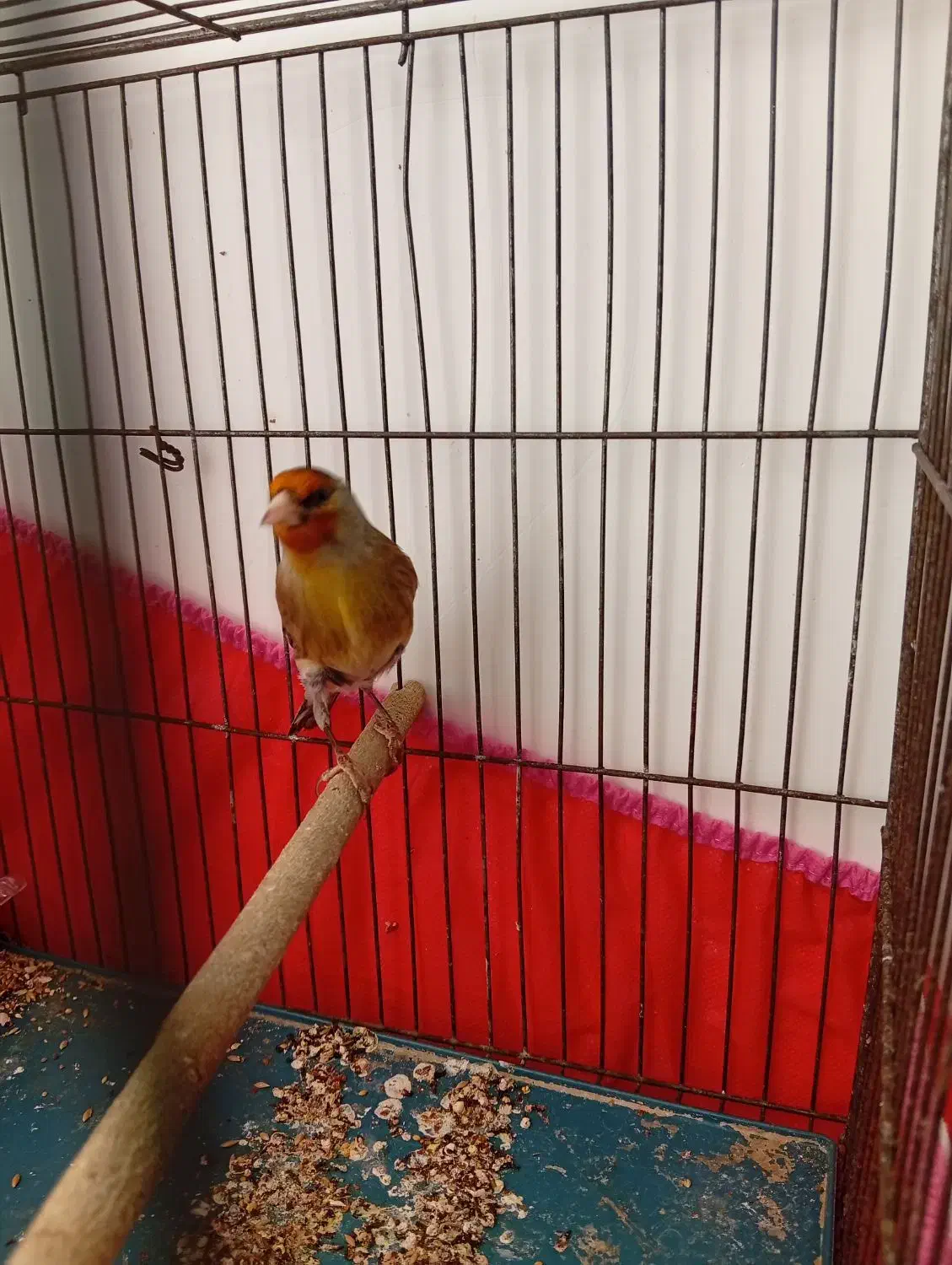 سهره قناری نر بخون|پرنده|کرمان, |دیوار