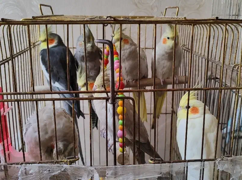 8 عدد عروس هلندی مولد|پرنده|سهند, |دیوار