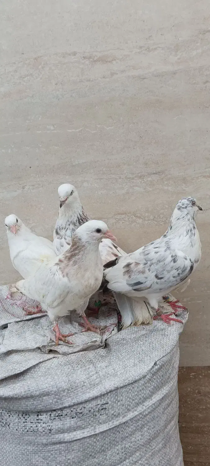 کبوتر پاک سفید.کله ماستی.پرشی|پرنده|لنگرود, |دیوار