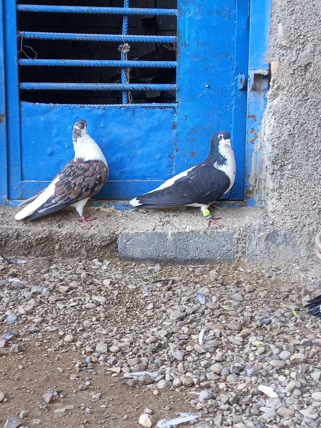 کبوتر.|پرنده|سوسنگرد, |دیوار