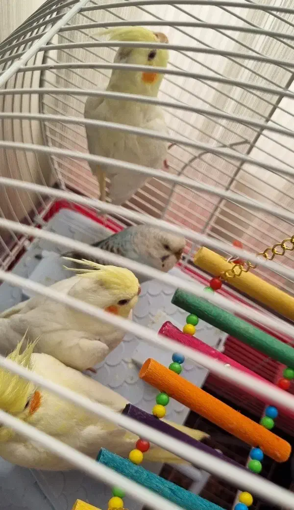 عروس هلندی و مرغ عشق|پرنده|اردبیل, |دیوار