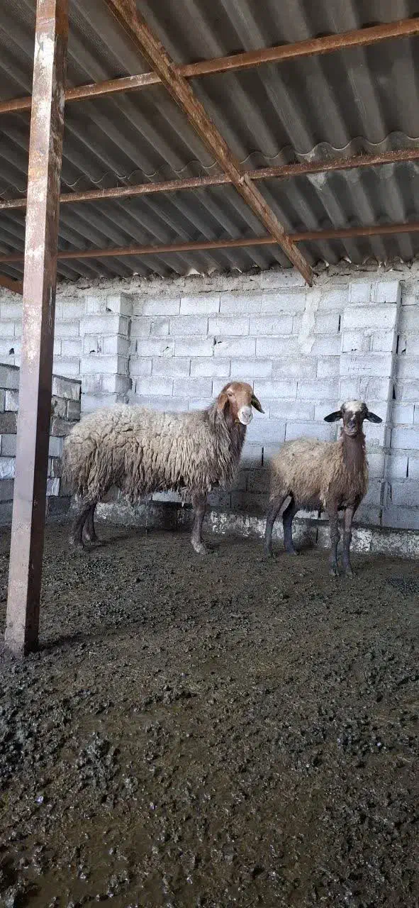 فروش گوسفند قوچ افشار نژاد دار|حیوانات مزرعه|آمل, |دیوار