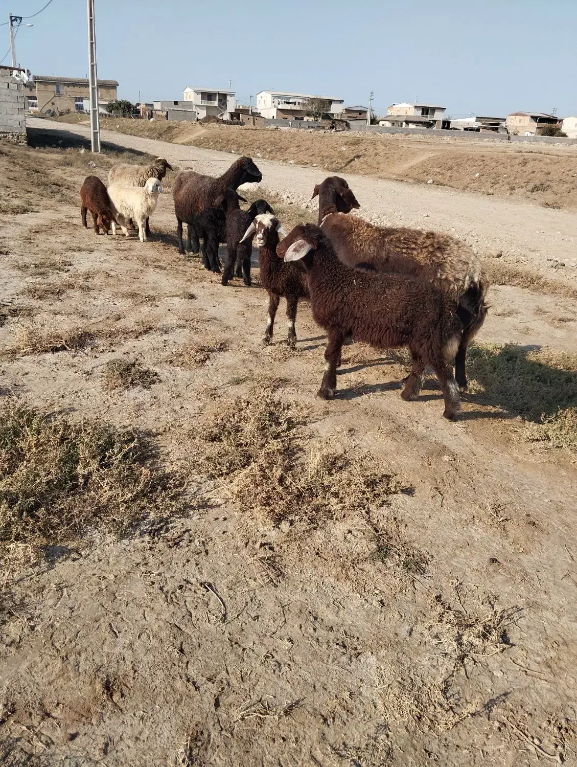 ۳راس گوسفنددوقلو|حیوانات مزرعه|سیمین شهر, |دیوار