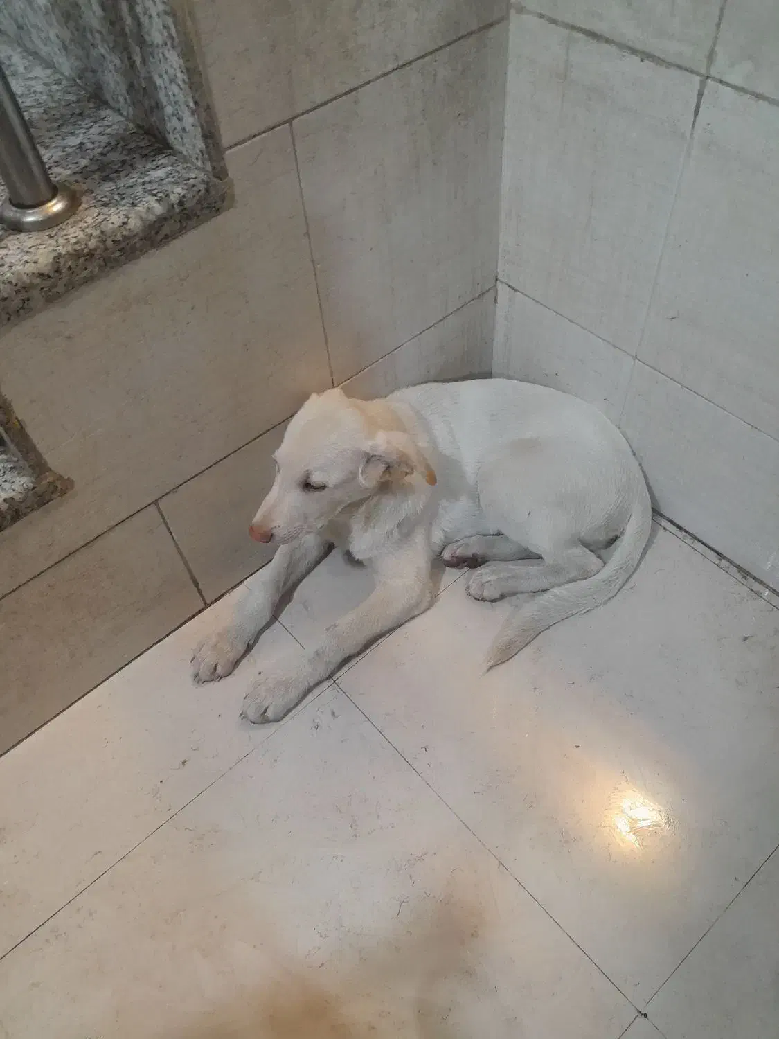 توله سگ خراسانی|سگ|شیراز, شهرک والفجر|دیوار