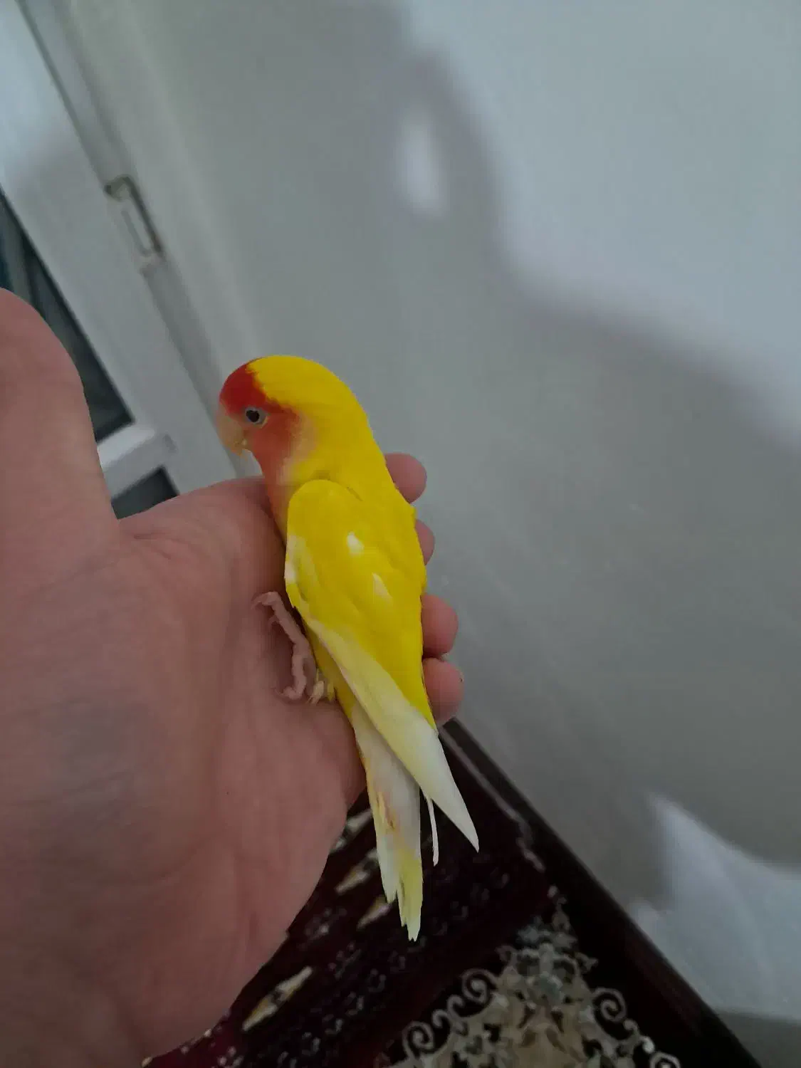 طوطی برزیلی صورت هلویی آماده|پرنده|کرج, فاز ۴ مهرشهر|دیوار