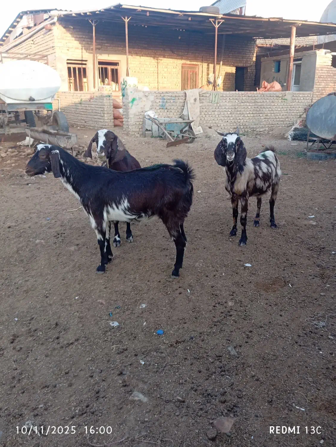 سه راس بز جوان داشتی|حیوانات مزرعه|گنبد کاووس, |دیوار